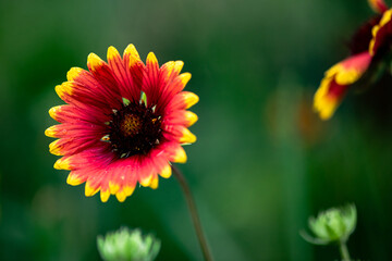 A close-up of a celestial flower blooming in the park