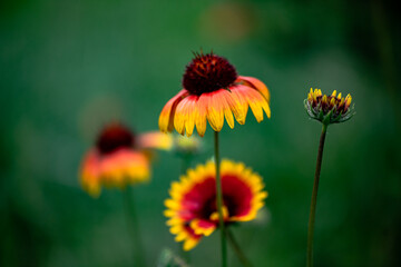 A close-up of a celestial flower blooming in the park