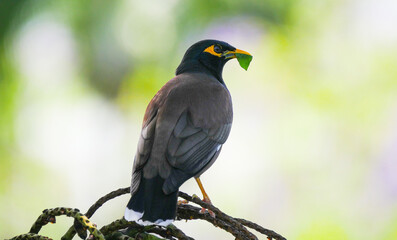 Black bird perching in natural environment with green leaf in its beak 