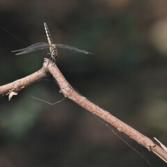 Dragonfly  on branch