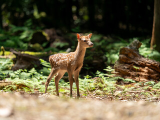 奈良公園の可愛い鹿の赤ちゃん
