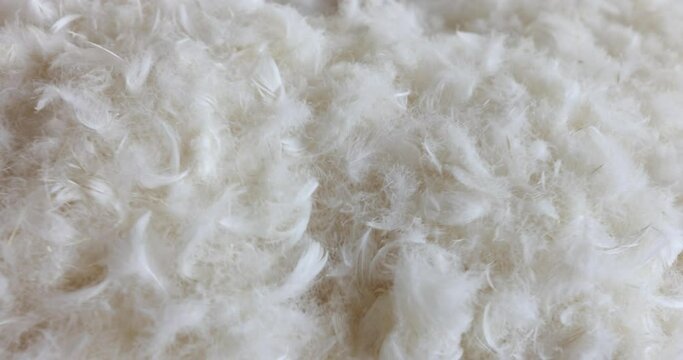 Natural white fluff and feathers closeup