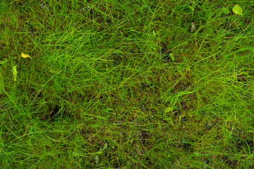 Green grass texture background Top view of bright grass garden Idea concept used for making green backdrop, lawn for training football pitch, Grass Golf Courses green lawn pattern textured background.