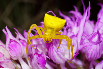 Yellow crab spider (Thomisus onustus) on pink flower of the Italian orchid (Orchis italica), Cyprus