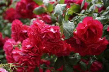 The red rose vine is beautiful