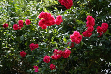 The red rose vine is beautiful