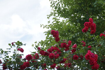 The red rose vine is beautiful