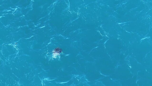 Turtle at Bowen Queensland Australia