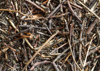 Anthill close-up. Red ants in the wild. Anthill view from above.