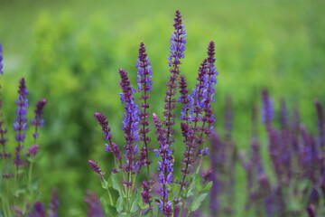 Salvia nemorosa. Salvias in different colors in garden.