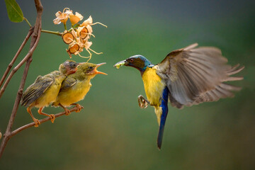 Sun-bird (Nectarinia jugularis) female feeding new born chicks
