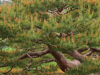 初夏の森の松の木の花の風景