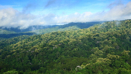 Fototapeta premium Natural Teak flower (Tectona Grandis) bloom together in the middle of the rainy season. Dong Sak Ngam ,Mae Yom National Park , Phrae Province, Thailand