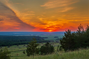 Naklejka premium Magnificent sunset against the backdrop of a pine forest on a summer evening
