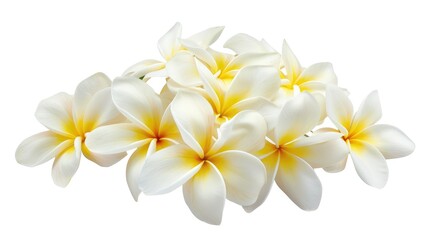 Fototapeta premium Close up of a solitary bouquet of white yellow Plumeria flowers isolated on a white background