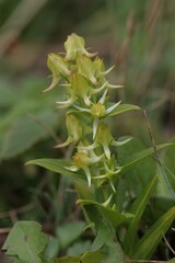 キバナイカリソウ1