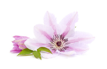 Purple clematis with green leaves.