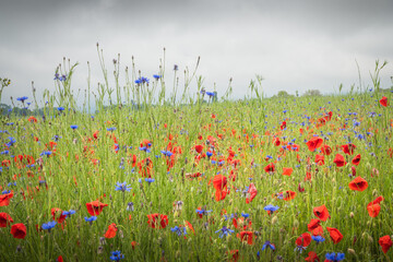 Champ de fleurs sauvages colorées