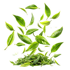 fresh green tea leaves falling transparent background