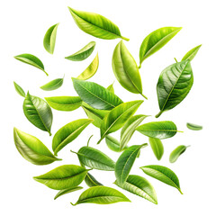 fresh green tea leaves falling transparent background