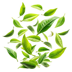 fresh green tea leaves falling transparent background