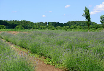 佐倉ラベンダーランド
