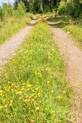 Flowering wildflowers on a grass shoulder on a dirt road