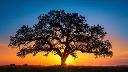 Obraz premium Silhouette of a Tree at Sunset 