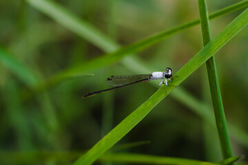 Zygoptera small dragonfly