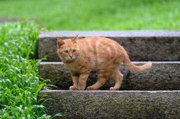 Kitten standing on outdoor stairs