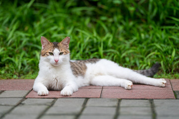 Cat resting on the ground