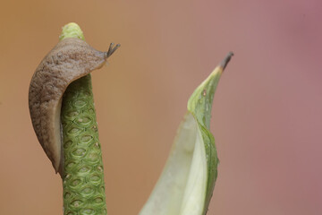 A field slug is eating a wildflower. This shell less snail has the scientific name Deroceras reticulatum.