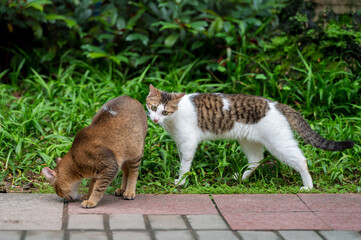 Two kittens in the park.