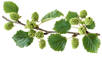 Close-up of a branch with green berries and leaves against a white background, showing vibrant natural details.