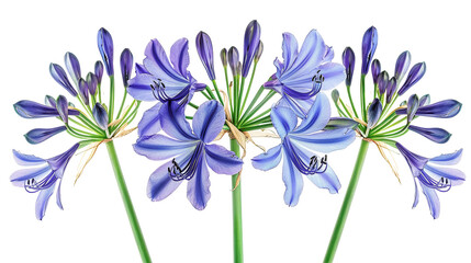 Beautiful illustration of five purple-blue flowers in a cluster with detailed petals and green stems, perfect for botanical designs.