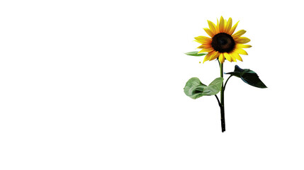 Obraz premium Single sunflower isolated on white background with shadow. Bright yellow petals and green stem, perfect for nature and floral themes.