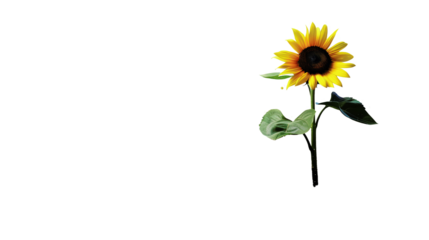 Single sunflower isolated on white background with shadow. Bright yellow petals and green stem, perfect for nature and floral themes.