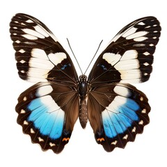 blue, black and white butterfly isolated on white background