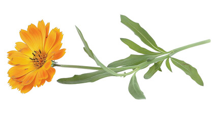 Bright orange marigold flower with green leaves on white background. Vibrant and fresh floral imagery, perfect for nature-themed designs.