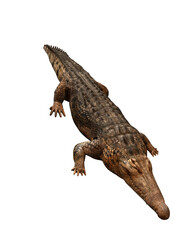 crocodile isolated on white background