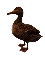 duck isolated on white