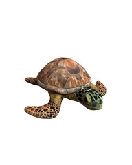 Obraz premium turtle isolated on white background