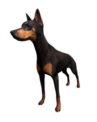 dog isolated on white background