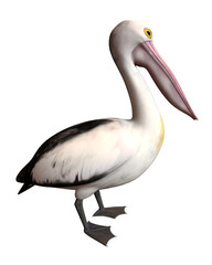 pelican on white background