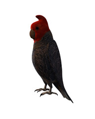 red crested cockatoo