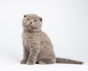 gray british kitten, on white background