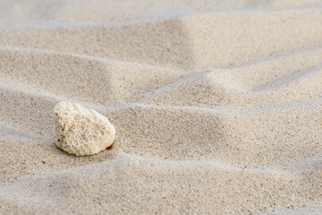 Coral skeleton on sea sand. Summer concept. Close-up.