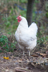 Chicken in the garden in atumn