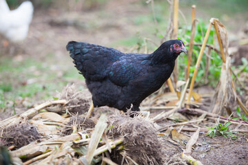 Chicken in the garden in atumn