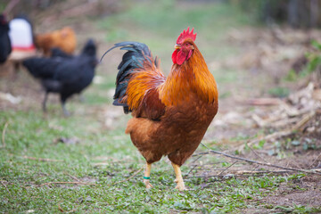 Amazing New Hempshire Red cock